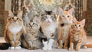 Funny many cats of various breeds and colors, looking expectantly at the camera