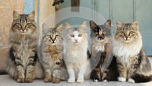 Funny many cats of various breeds and colors, looking expectantly at the camera