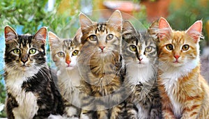 Funny many cats of various breeds and colors, looking expectantly at the camera