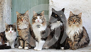 Funny many cats of various breeds and colors, looking expectantly at the camera