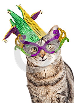 Funny Mardi Gras Cat