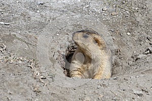 Funny marmot peeking out of a burrow in Himalayas mountain, Ladakh, India. Nature and travel concept