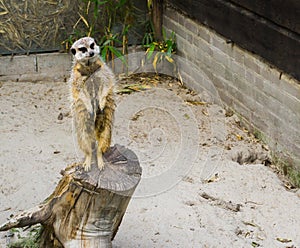 Funny meerkat standing on a tree trunk and looking in the camera