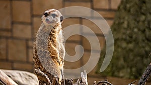 Funny meerkat surikate in the zoo.