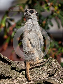 Funny meerkat watching