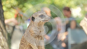 Funny meerkats standing upright on two legs in the zoo slow motion