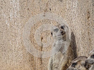 Funny meerkats in the sun