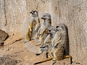 Funny meerkats in the sun