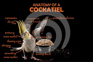 Funny Meme, anatomy of a parrot cockatiel, sarcastic funny bird memes photo