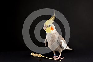 Funny memes, Parrot protecting food, Cute Cinnamon Cockatiel photo