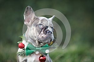 Funny merle colored French Bulldog dog puppy wearing seasonal Christmas collar with green bow tie on blurry background