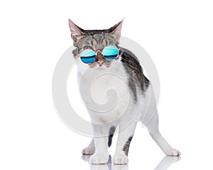 funny metis cat wearing retro sunglasses, looking forward and standing