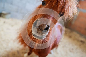 funny miniature horse in stable