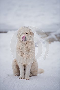 Funny mioritic shephed dog licking in winter