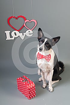 Funny mixed breed dog valentine portrait photo