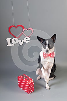 Funny mixed breed dog valentine portrait photo