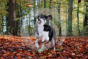 A funny mixed dog in the forrest is catching flying autumn leafs