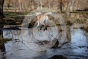 Funny moment of a crossbreed female dog jumping into the pond