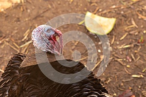 Funny moment of a turkey ready to eat looking at the camera