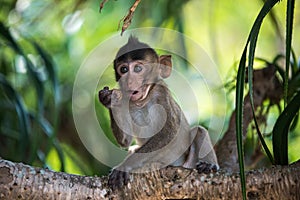 Funny monkey baby on tree