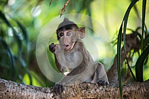Funny monkey baby on tree photo