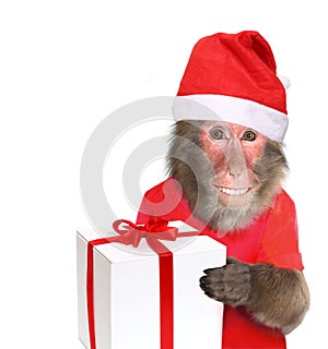 Funny monkey with christmas gift