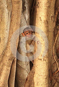 Funny monkey cub peeping