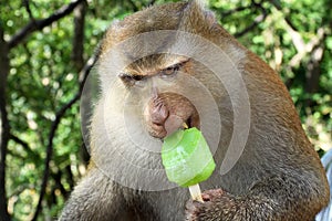 Funny monkey with ice cream