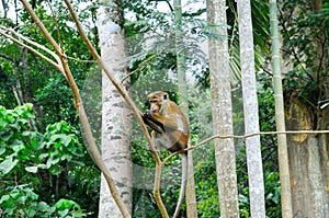 A funny monkey sits on a tree branch in natural jungle.