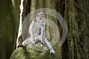 Funny monkey sitting on stone