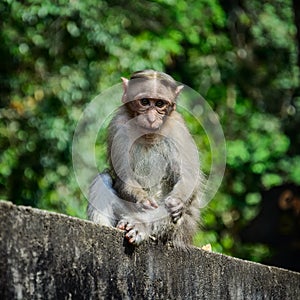 Funny monkey taken in Periyar Wildlife sanctuary