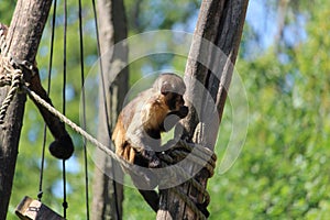 Funny monkey on the tree with ropes in the zoo