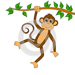 Funny monkey on white background