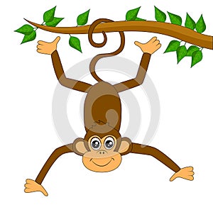 Funny monkey on white background