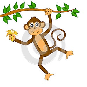 Funny monkey on white background