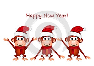 Funny monkey on white background