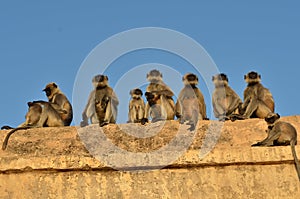 Funny monkeys on the temple