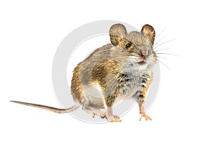 Funny mouse isolated on white background