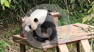 Funny Movement of Male Panda , Le Bao, Everland , South Korea