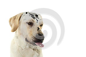 FUNNY MUDDY DIRTY DOG FACE. LABRADOR RETRIEVER PUPPY MAKING A WHILE IS PUNISHED. ISOLATED AGAINST WHITE BACKGROUND