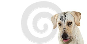 FUNNY MUDDY DIRTY DOG. LABRADOR RETRIEVER PUPPY MAKING A WHILE IS PUNISHED. ISOLATED AGAINST WHITE BACKGROUND