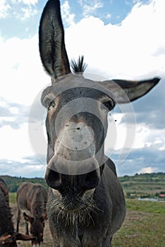 Funny mule