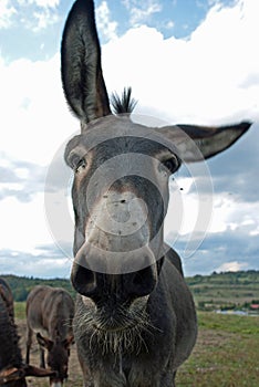 Funny mule photo