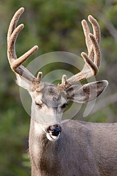 Funny mule deer buck portrait with velvet antler photo