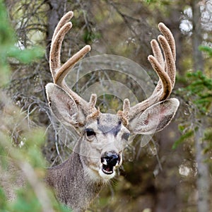 Funny mule deer buck portrait with velvet antler