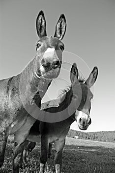 Funny mules