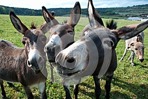 Funny mules