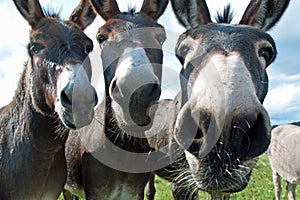 Funny mules