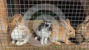 funny multi-colored decorative rabbits in a cage jump and eat grass