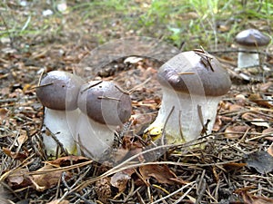 Funny mushroom family